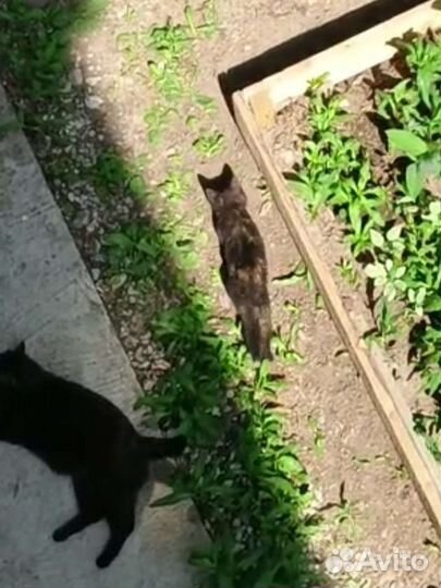 Котята ищут дом или передержку