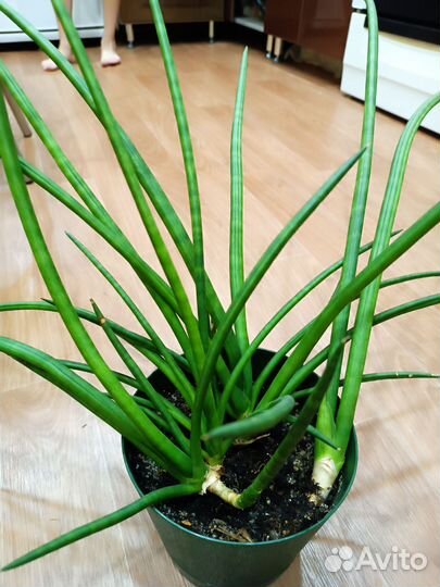 Сансевиерия цилиндрика