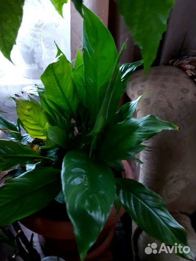 Спатефилиум-200, фиалки-100