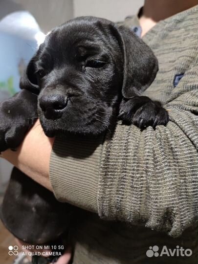 Щенки Кане-корсо