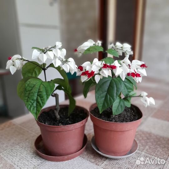 Клеродендрум томпсон