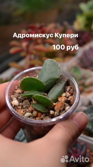 Суккуленты