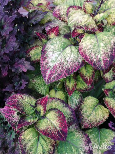 Черенки колеуса сортового