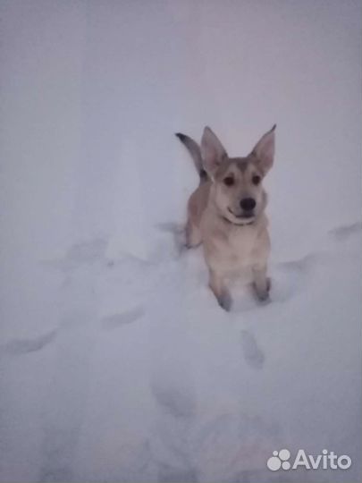 Собака в добрые руки отдам бесплатно