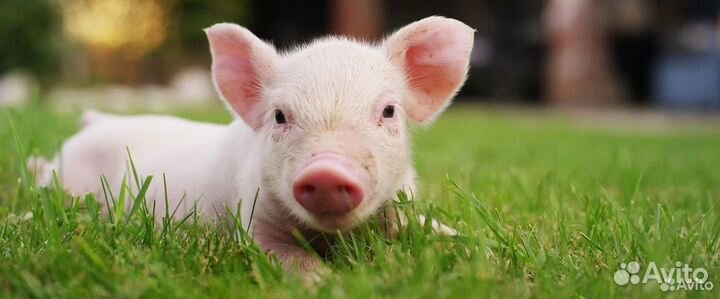 Уход за животными вахта проживание и питание