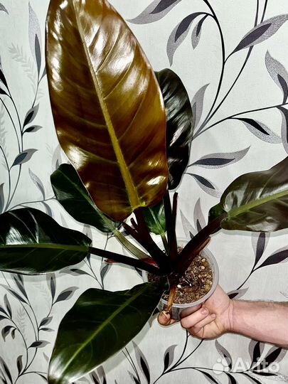 Комнатные цветы