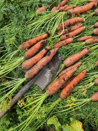 Дача 31 м² на участке 6,3 сот.