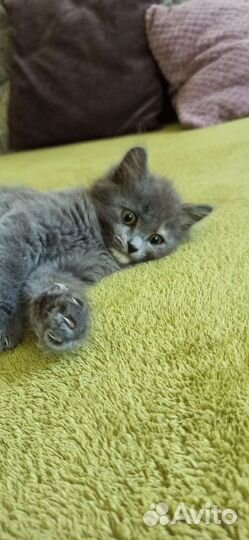 Котенок девочка в добрые руки