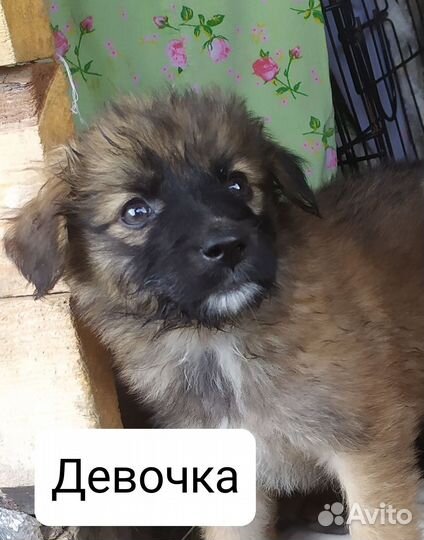 Щенок в добрые руки