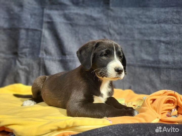 Красивые щенки 1 месяц в дар