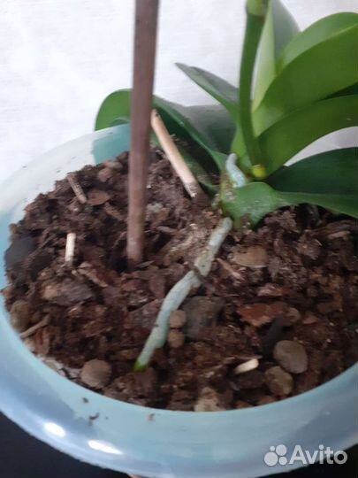 Орхидея фаленопсис