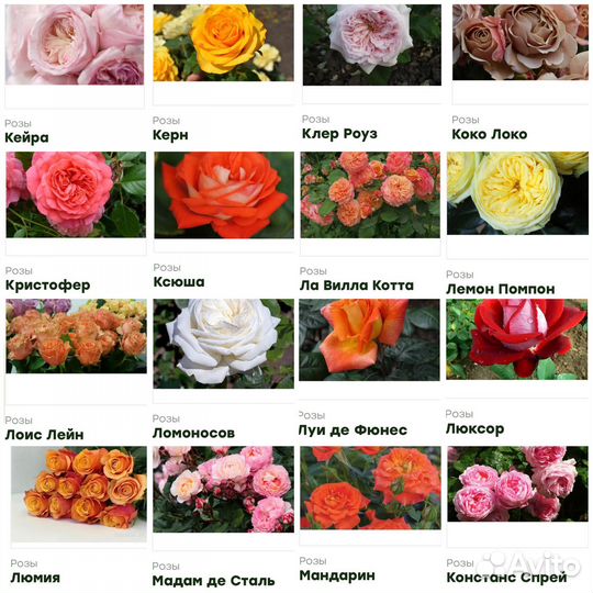 Цветы розы саженцы