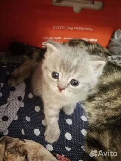 Шотландские прямоухие котята