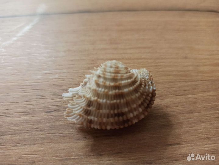 Морская раковина