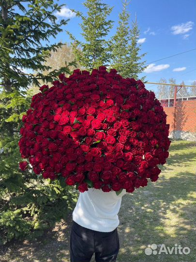 301 роза с доставкой до квартиры