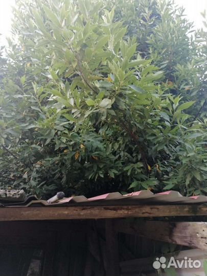 Лавровый лист оптом