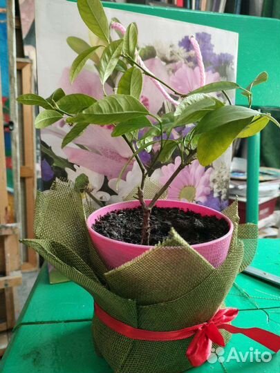 Лимон Лайм лимонное дерево