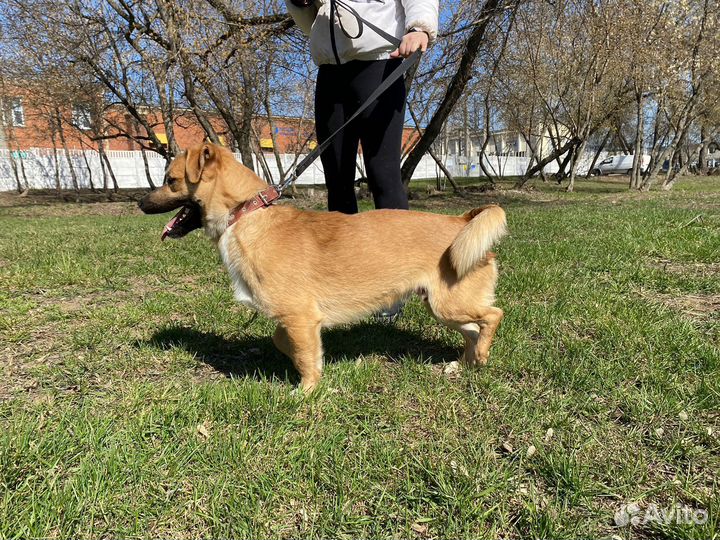 Небольшой пёсик в приюте