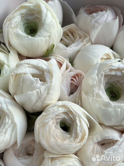 Ранункулюсы