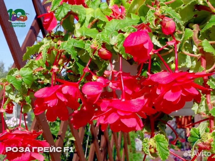 Ампельные клубневые бегонии