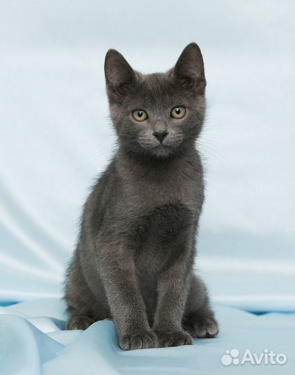 Котенок Барбарик ищет дом