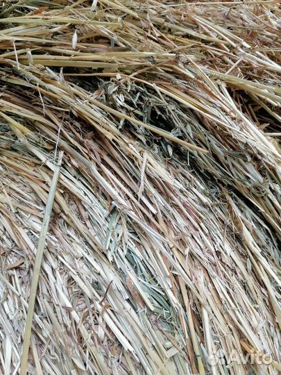 Сено в тюках, Вика-овсяная смесь