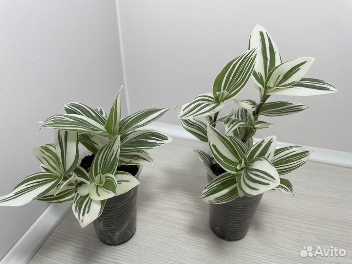 Традесканции разные