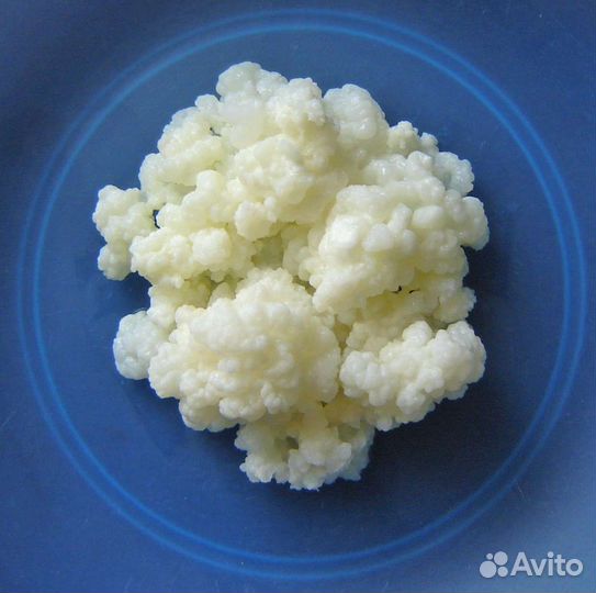 Тибетский молочный гриб