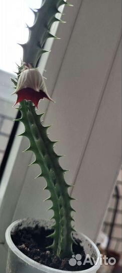 Суккуленты