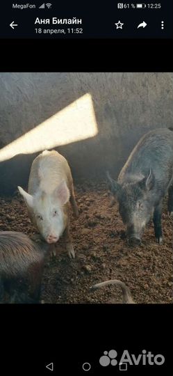 С/х животные