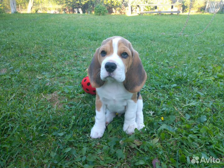 Щеночки бигль