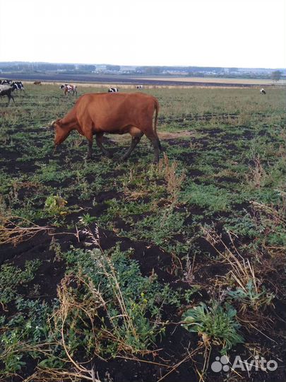 Корова дойная