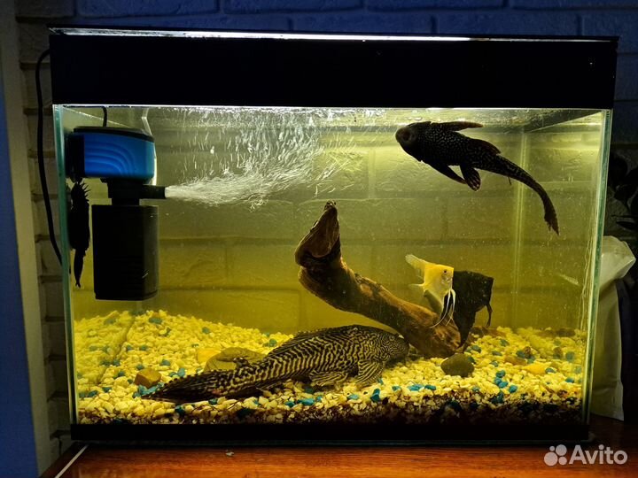 Парчовый сом