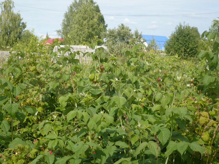 Участок 42 сот. (ИЖС)