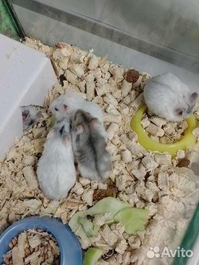 Морская свинка