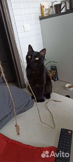 Русская голубая