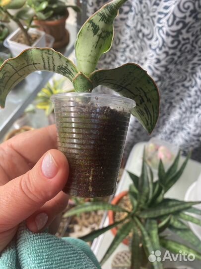 Сансевиерия (микс 2)