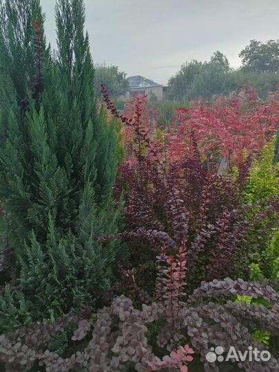 Туя смарагд