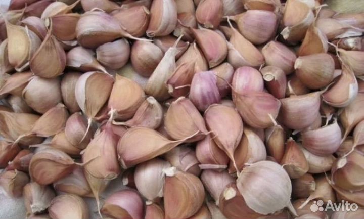 Семена чеснока Любаши