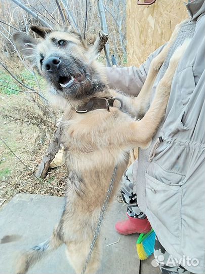 Собака в добрые руки щенок