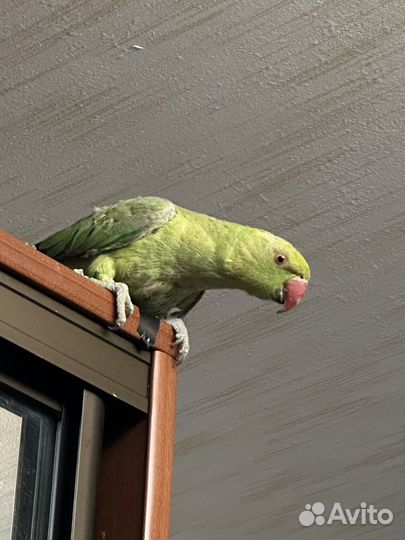 Ожереловый попугай