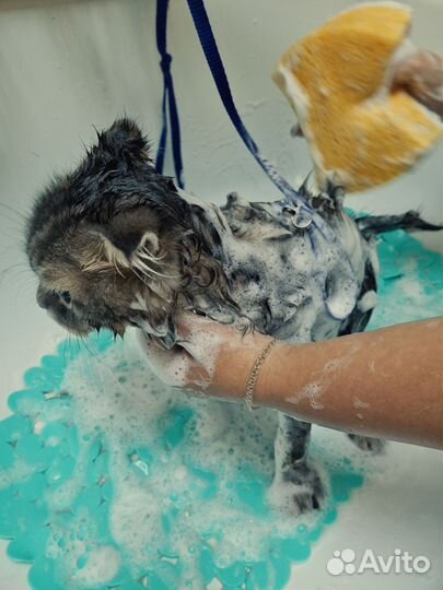 Стрижка, бритье, вычесывание кошек