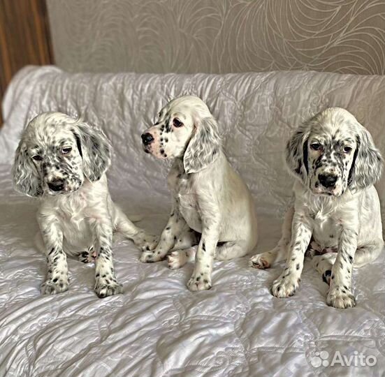 Высокопородные Аристо щенки Английского сеттера