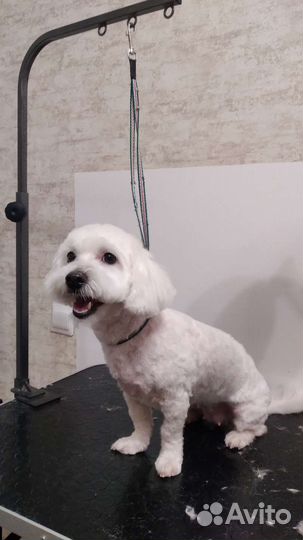 Груминг собак и кошек