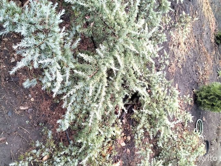Растение ель