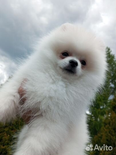 Счастье в дом