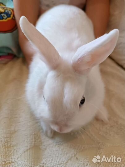 Корм для декоративных кроликов