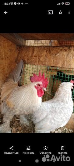 Яйцо, цыпоята