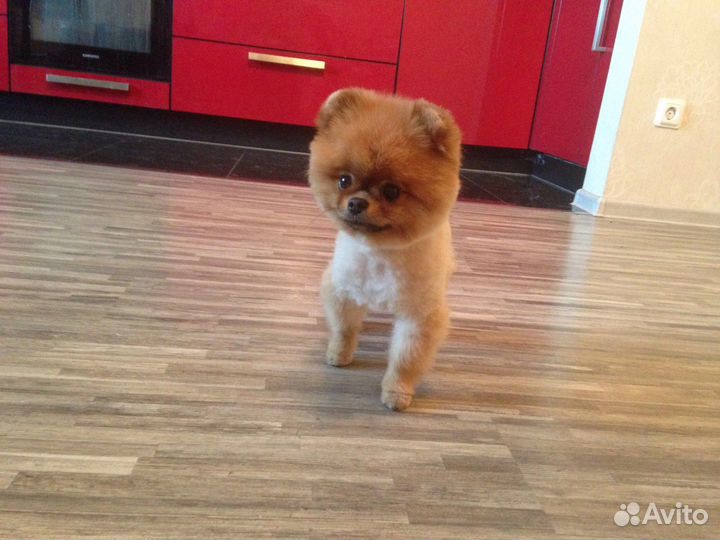 Передержка с ветврачом (зоогостиница )