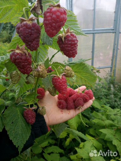 Саженцы ремонтантной малины и др, конский навоз